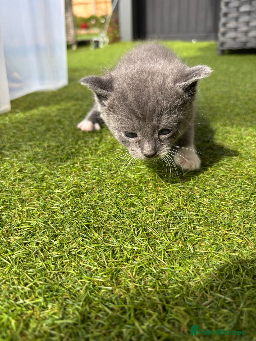 Domestic Shorthair cats for sale: 🐾 Playful, Affectionate Kittens - Image 3