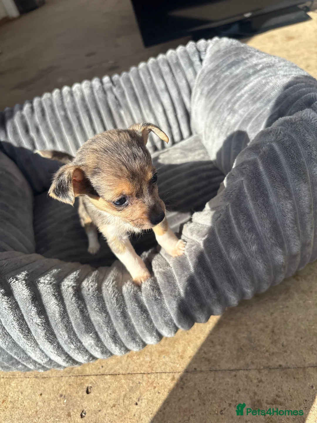 Jack Russell dogs for sale: 🐾 Beautiful Jack Russell Merle Puppy 🐾 - Advert 1