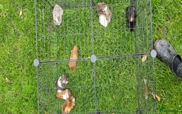 Guinea Pig rodents for sale: Male and female Guinea pigs - Image 5