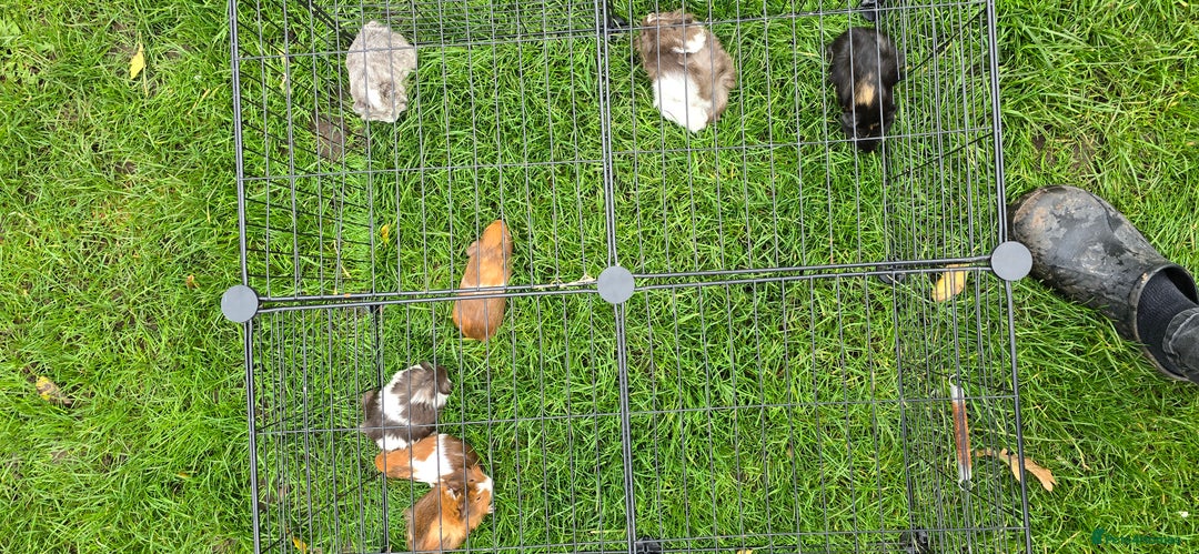 Guinea Pig rodents for sale: Male and female Guinea pigs - Image 5