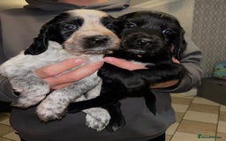 Sprocker dogs for sale: Beautiful Sprocker Spaniel Puppies - Image 5