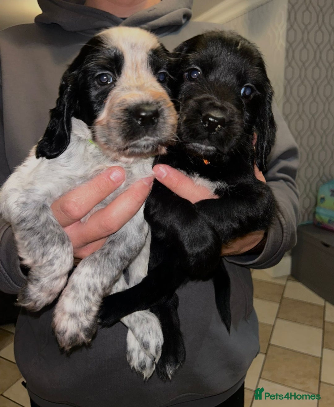 Sprocker dogs for sale: Beautiful Sprocker Spaniel Puppies - Image 5