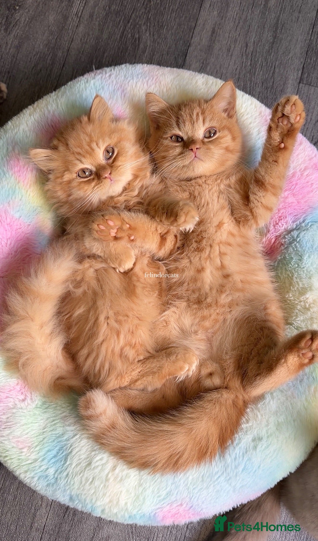 British Longhair cats ✨Top quality British longhair kittens✨ - Advert 5