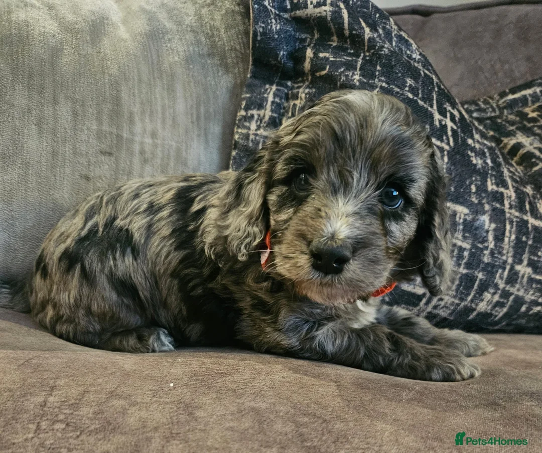 Cockapoo dogs for sale: Stunning cockapoo🖤🖤 - Advert 14