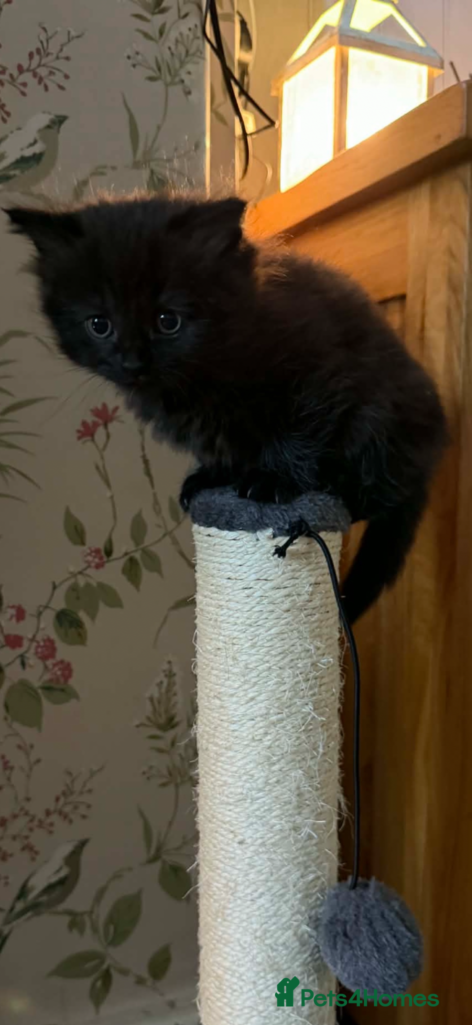 British Shorthair cats 1 girl ready to leave for her forever home - Advert 1
