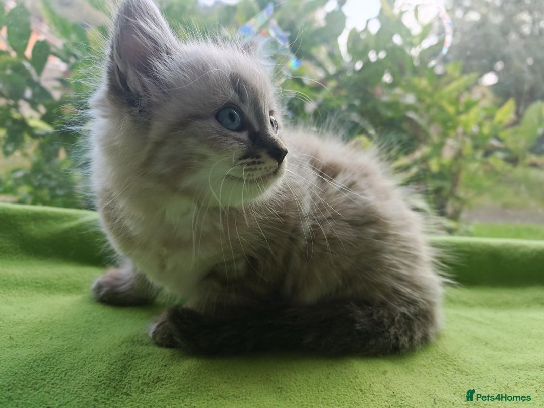 Ragdoll cats for sale: Ragdoll/Siamese Beautifull kitten +chip - Image 5