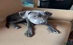 Cane Corso dogs for sale: Storm came corson  - Image 1