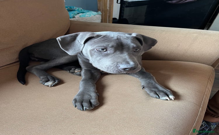 Cane Corso dogs - Advert 1