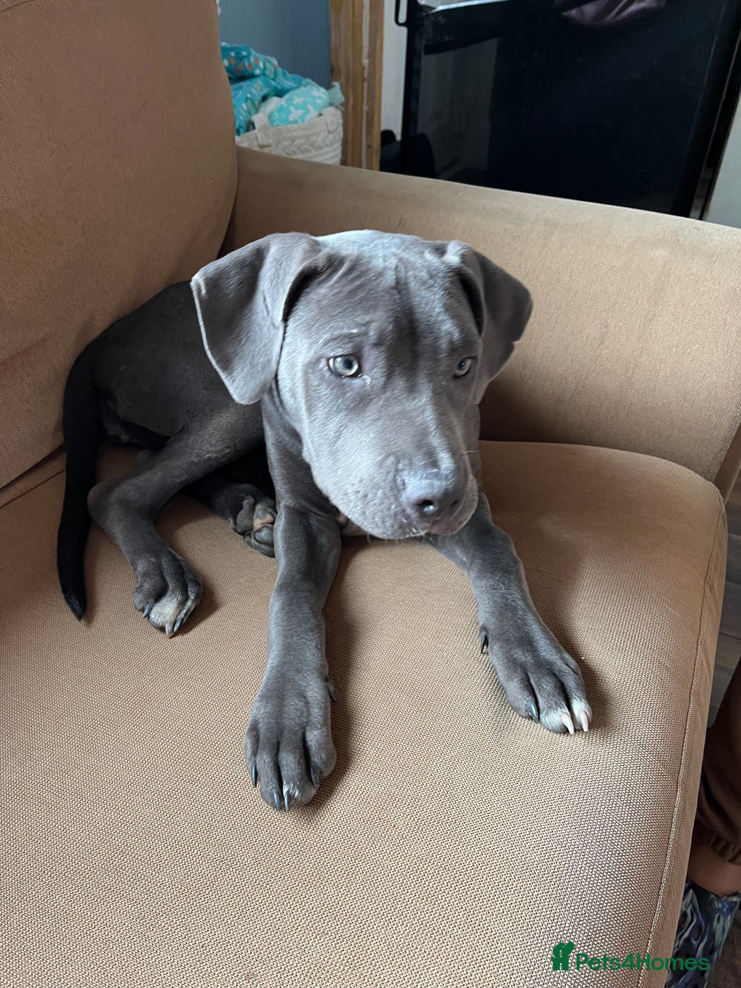 Cane Corso dogs for sale: Storm came corson  - Image 1