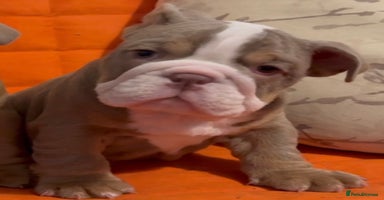 English Bulldog dogs - Advert 5