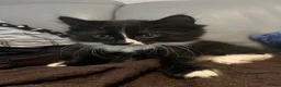 British Longhair cats for sale: British long and short haired kittens in Borehamwood - Advert 4