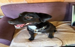 Mixed Breed dogs for adoption: Ollie - Image 9