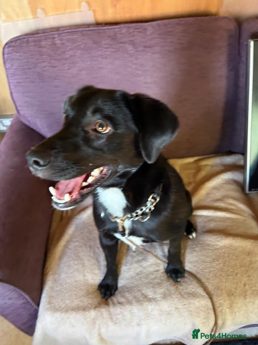 Mixed Breed dogs for adoption: Ollie - Image 9