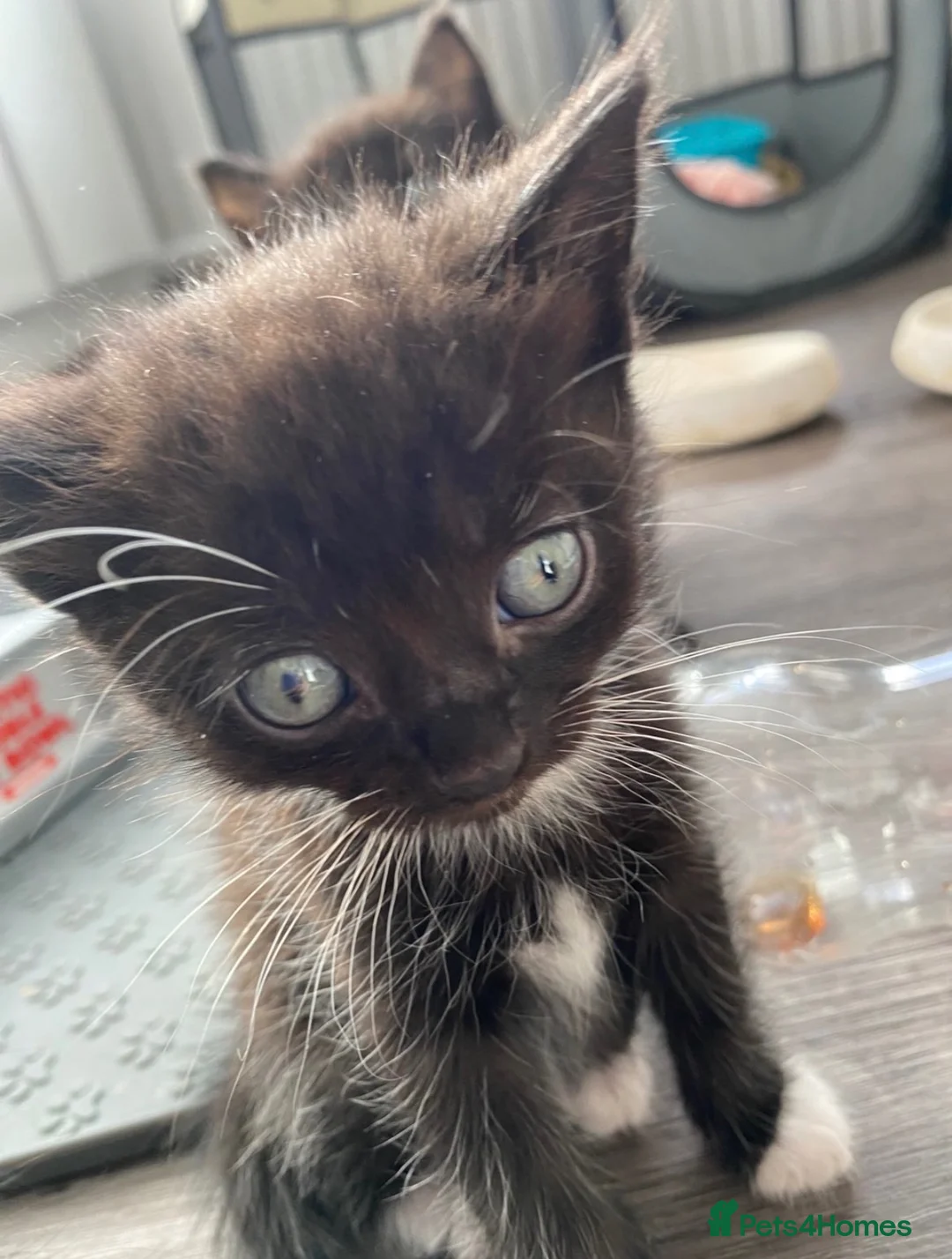 British Shorthair cats for sale: 4 Kittens almost ready for there forever homes in Gloucester - Advert 2