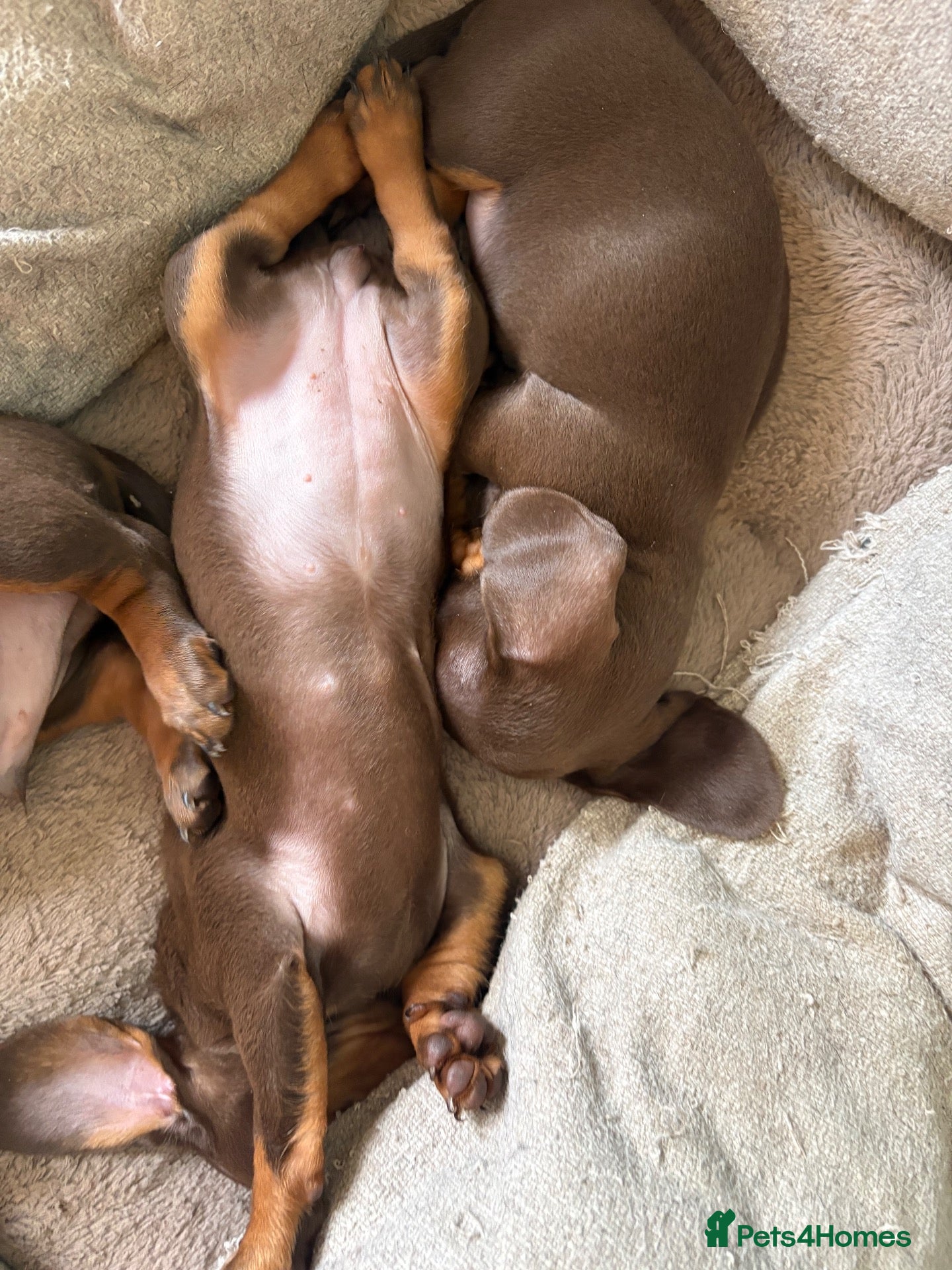Miniature Dachshund dogs One minature girl available for her forever home❤️ - Advert 1