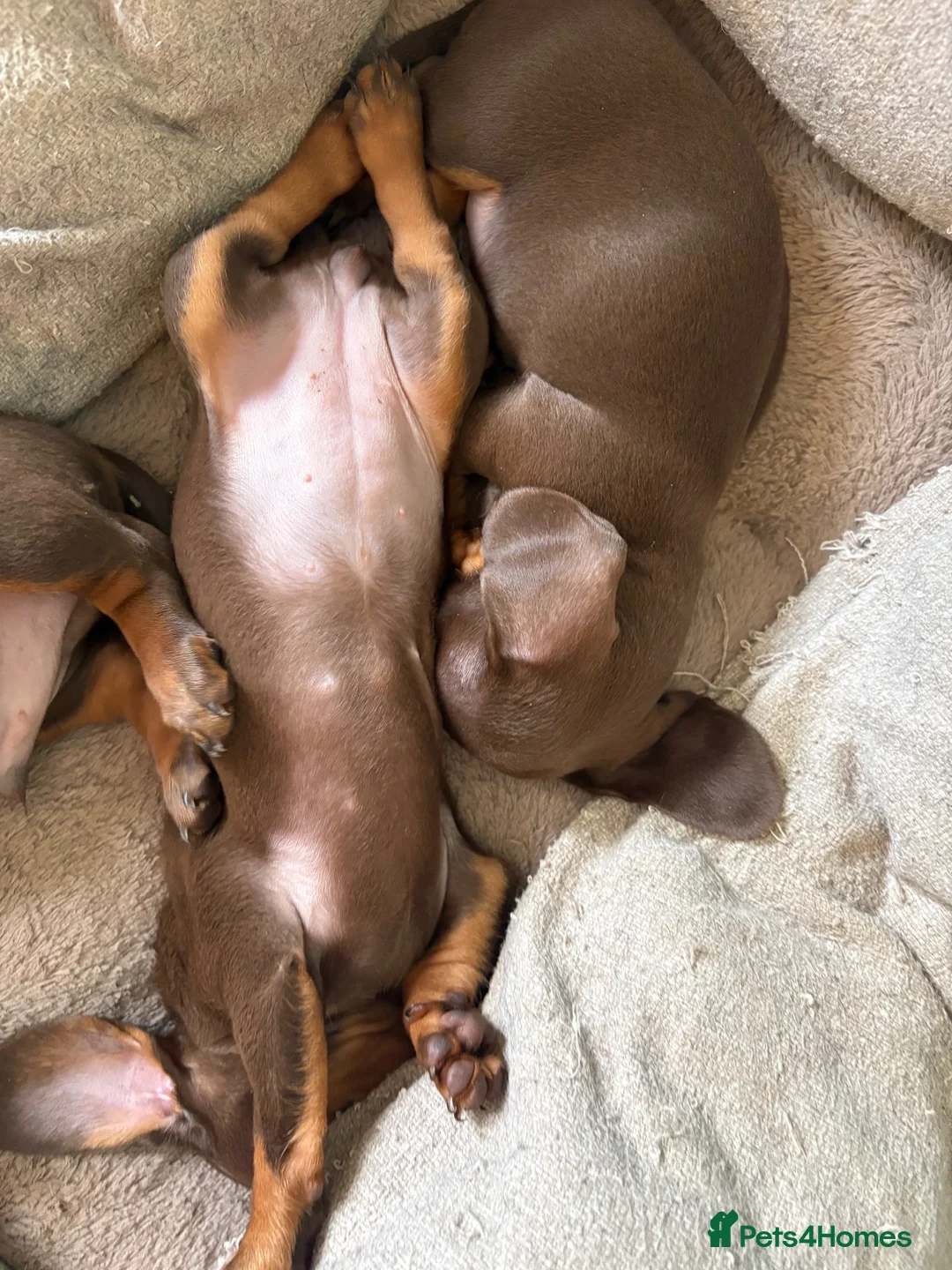 Miniature Dachshund dogs for sale: One minature girl available for her forever home❤️ - Advert 1