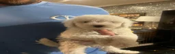 Cockapoo dogs for sale: Stunning cockapoo puppys  - Advert 3