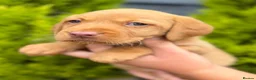 Labrador Retriever dogs for sale: Labrador puppies (licensed breeder) - Advert 12