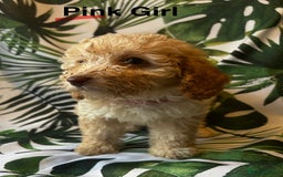 Poodle dogs for sale: Lovely poodle puppies 🐕🐕🐕 ready to go now - Image 7