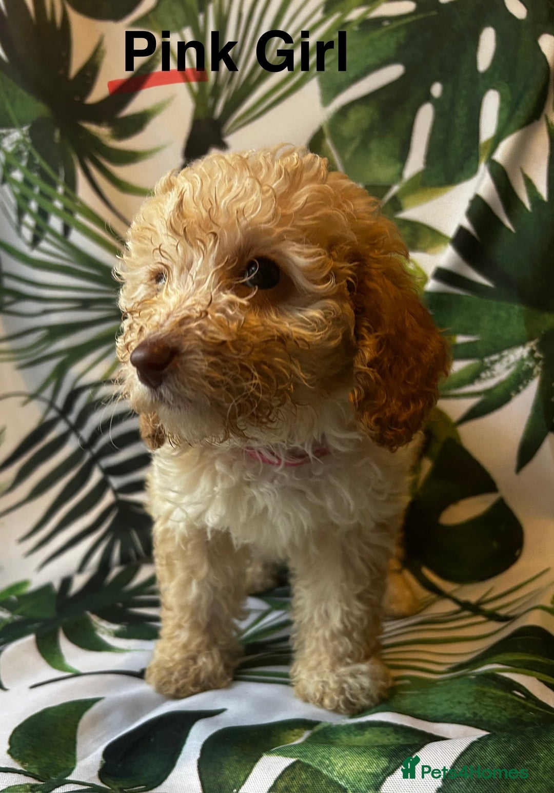 Poodle dogs for sale: Lovely poodle puppies 🐕🐕🐕 ready to go now - Image 7