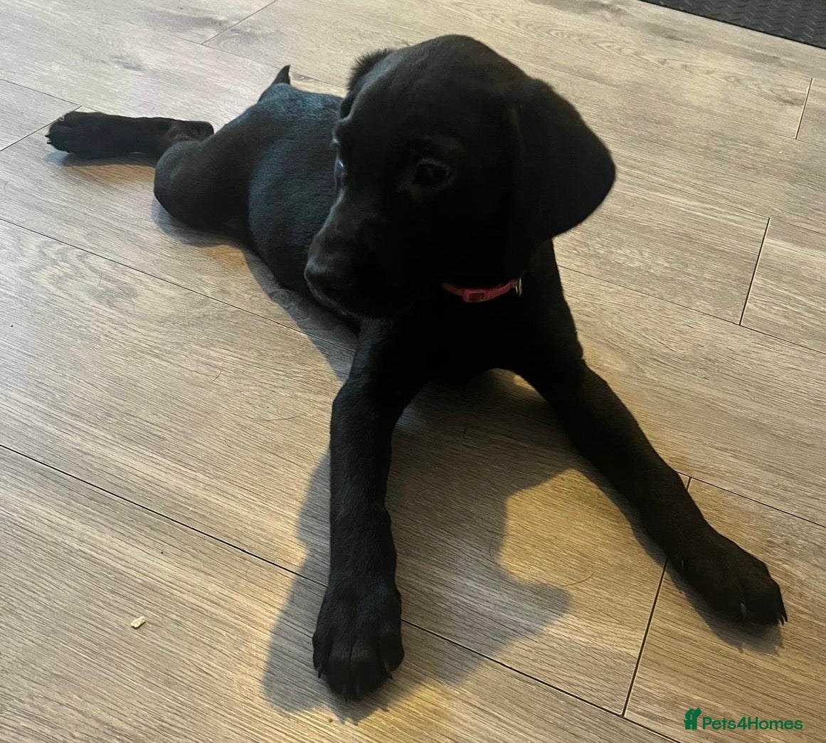 Labrador Retriever dogs READY NOW! Beautiful KC Labrador Puppies - Advert 2