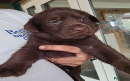 Labrador Retriever dogs for sale: Chocolate Labradors Retriever puppies  - Image 3