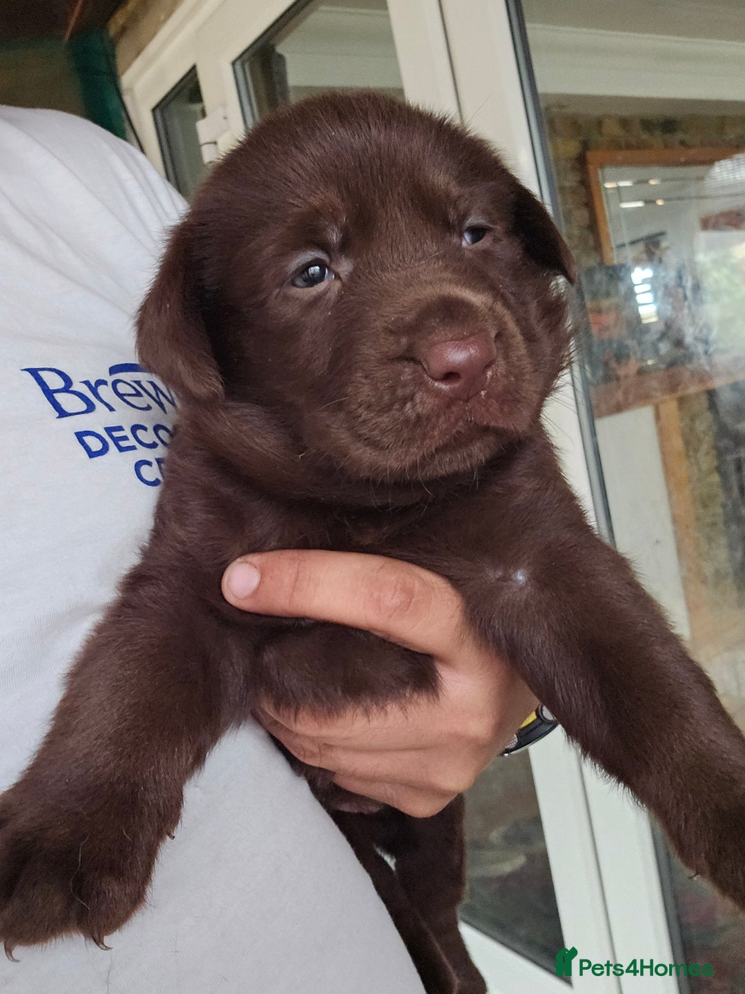 Labrador Retriever dogs for sale: Chocolate Labradors Retriever puppies  - Image 3