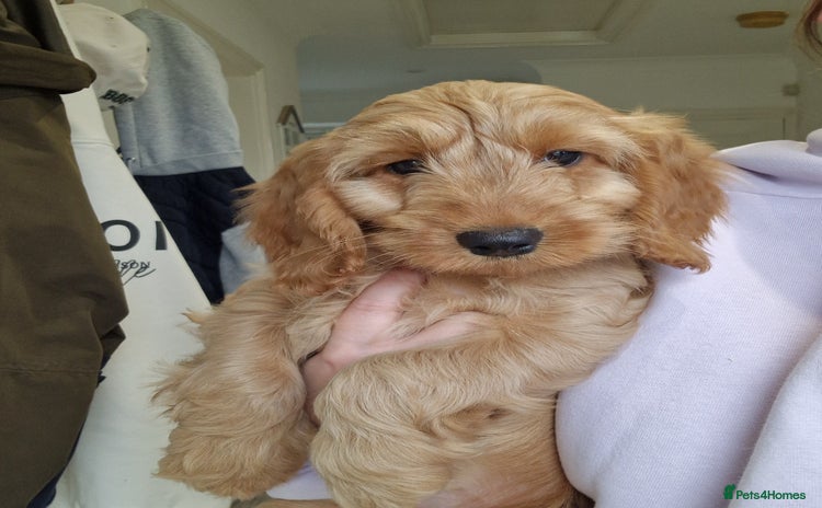 Cockapoo dogs - Advert 11