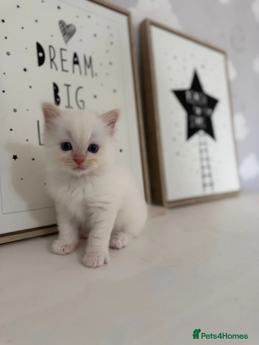 Ragdoll cats for sale: Purebred Ragdoll Kitten - Advert 2