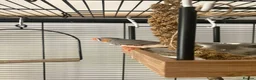 Finches birds for sale: Zebra Finch breeding pair and 2 x female juveniles - Advert 2