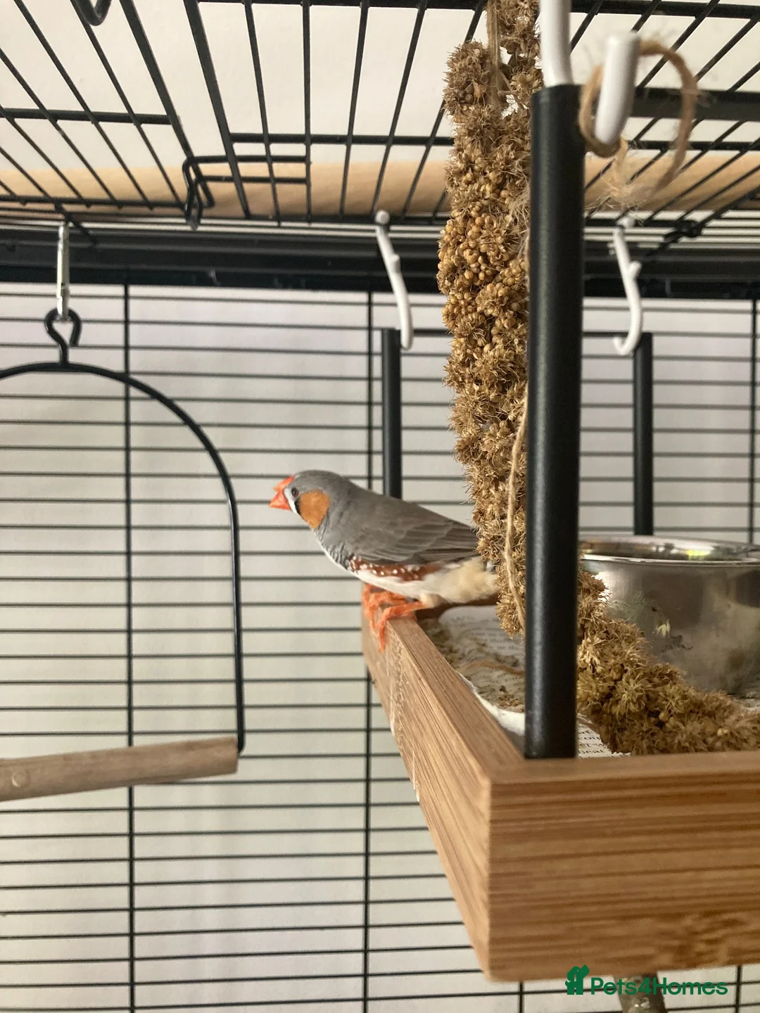 Finches birds for sale: Zebra Finch breeding pair and 2 x female juveniles - Advert 2