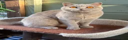 British Shorthair cats for sale: Last girl left- red and white bsh girl ❤️ - Advert 5