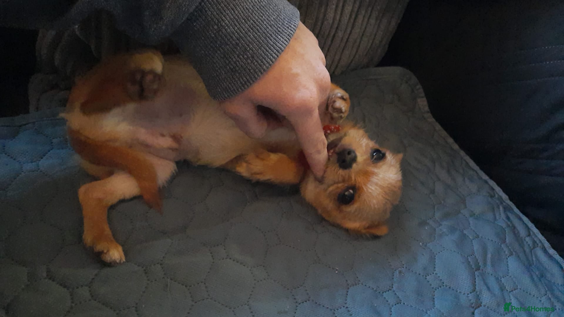 Mixed Breed dogs OTO. Mini chihuahua x Jack russle - Advert 17