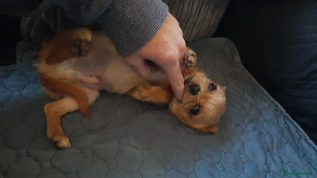 Mixed Breed dogs for sale: OTO. Mini chihuahua x Jack russle - Advert 1