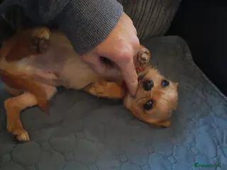 Mixed Breed dogs OTO. Mini chihuahua x Jack russle - Advert 7