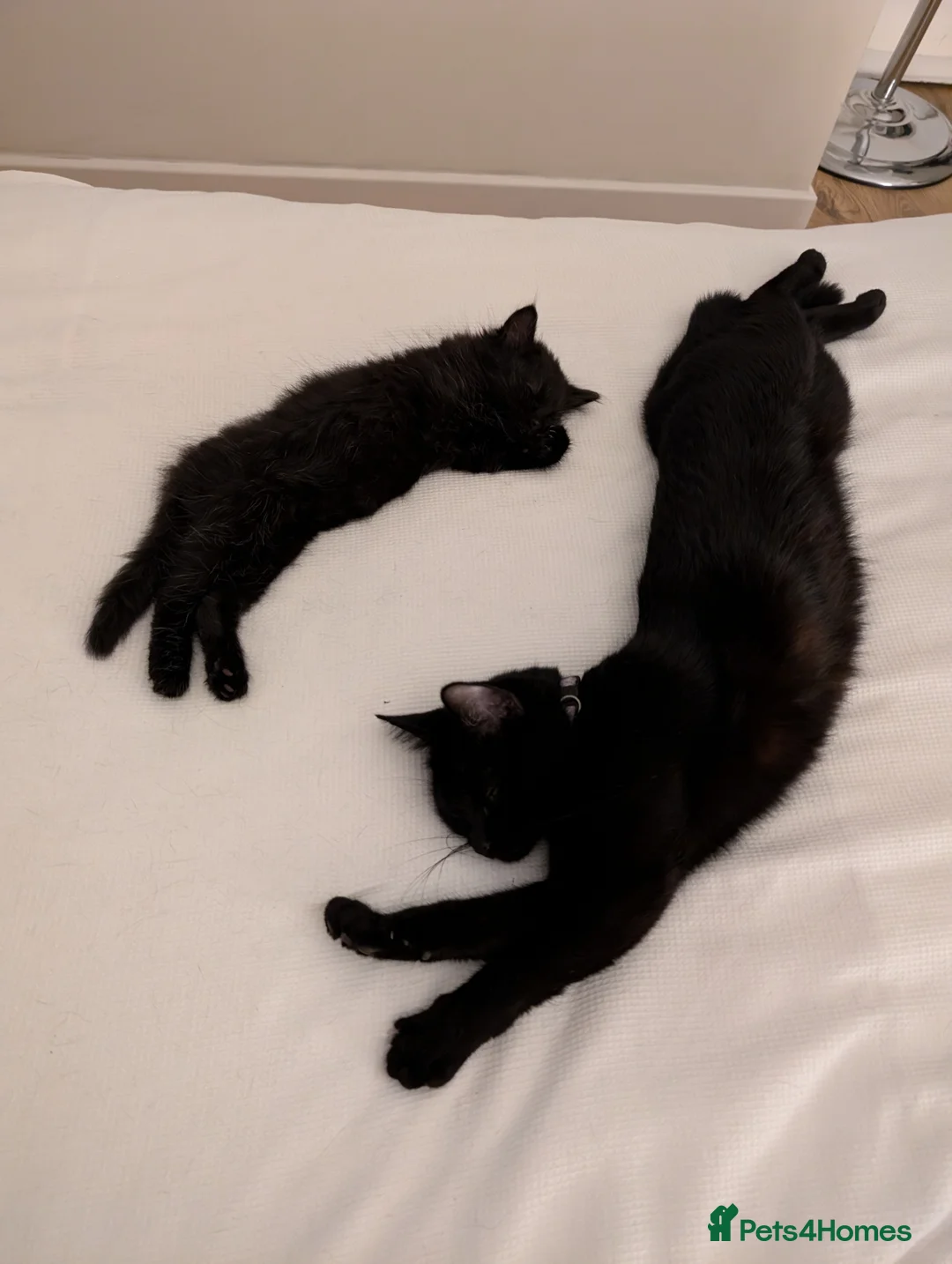 British Longhair cats for sale: BLACK FLUFFY KITTEN (READY NOW) - Advert 2