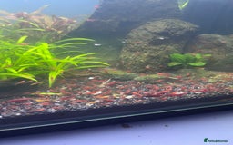 Shrimps fish for sale: Neocaridina Red Cherry Shrimp Mid Grade  - Image 4