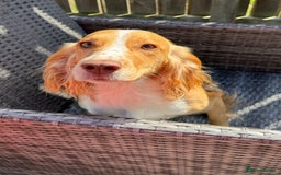 Cocker Spaniel dogs for sale: JESSIE/ JESS 🌸 REHOME - Image 3