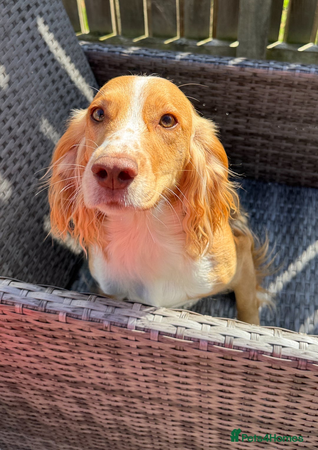 Cocker Spaniel dogs for sale: JESSIE/ JESS 🌸 REHOME - Image 3