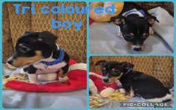 Jack Russell dogs for sale: 4 beautiful jack russell puppies now available. - Image 4