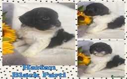 Schnoodle dogs for sale: Stunning F1 Mega Coat Parti Merle Schnoodles  - Image 4