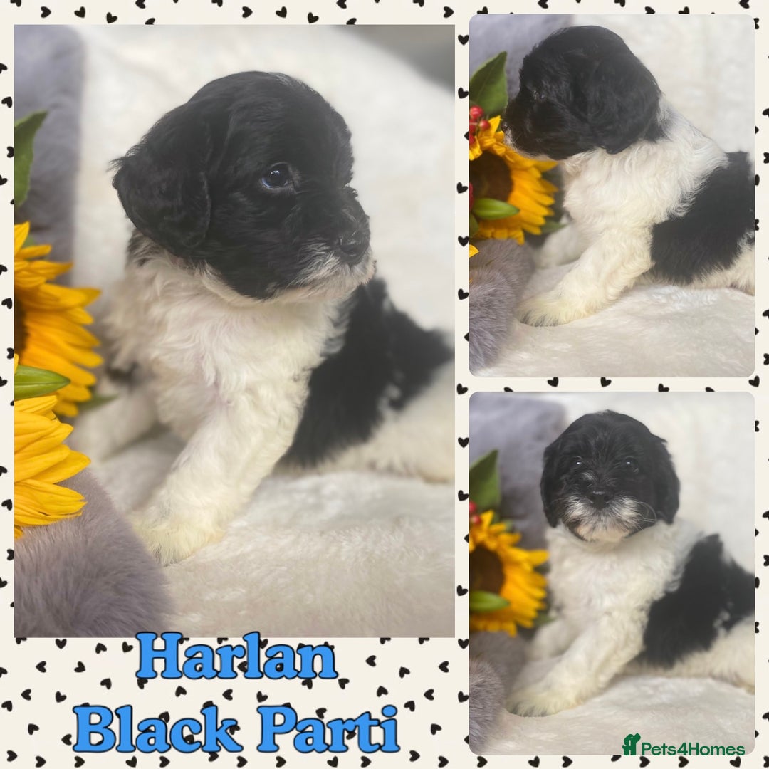 Schnoodle dogs for sale: Stunning F1 Mega Coat Parti Merle Schnoodles  - Image 4