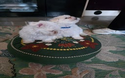 Maltese dogs for sale: Maltese boys - Advert 7