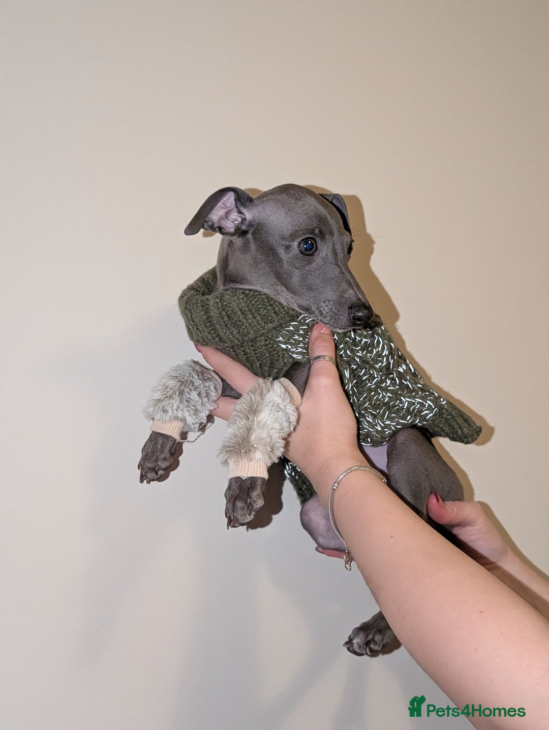 Italian Greyhound dogs for sale: Italian grey hound female  - Advert 9