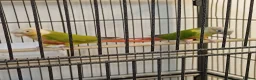 Conures birds for sale: Pair of male and female pineapple conure for sale - Advert 2