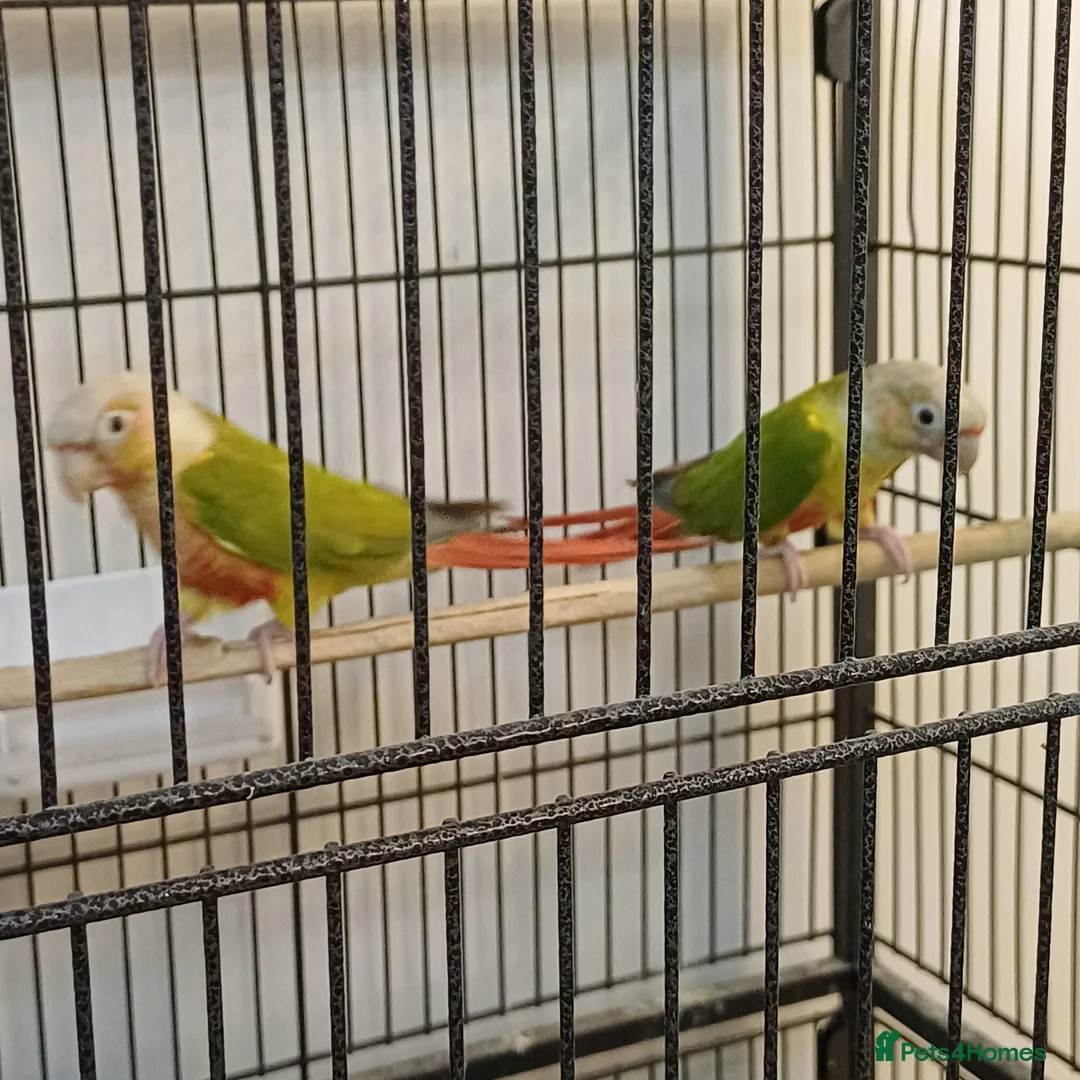 Conures birds for sale: Pair of male and female pineapple conure for sale - Advert 2