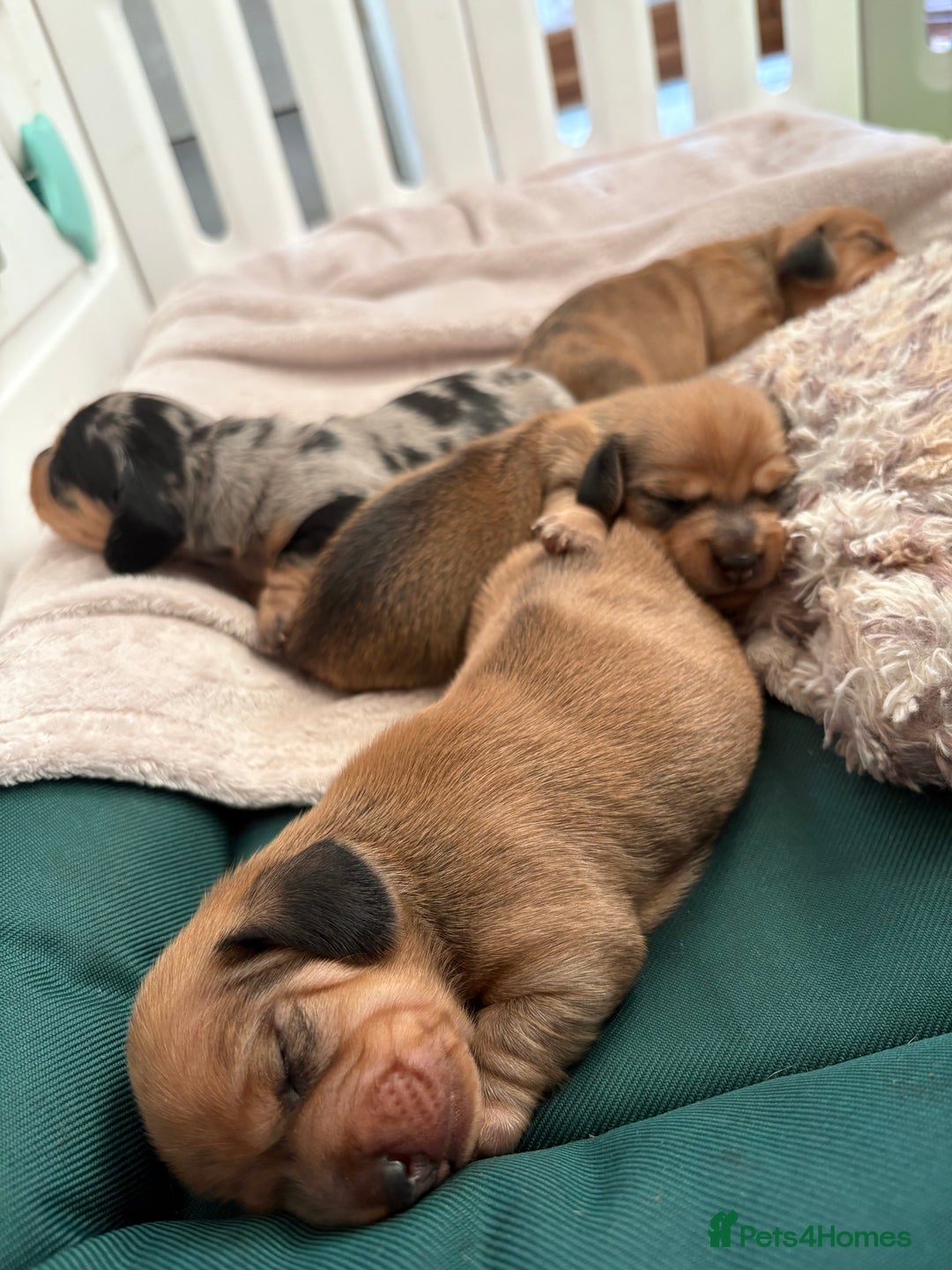Miniature Dachshund dogs for sale: Miniature Dachshund Puppies💕 - Advert 21