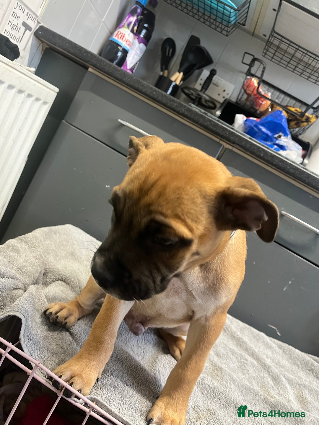 Staffordshire Bull Terrier dogs for sale: Beautiful Staffy pups  in Shrewsbury - Image 9