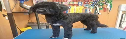 Portuguese Water Dog dogs for sale: Portuguese water dog - Advert 5