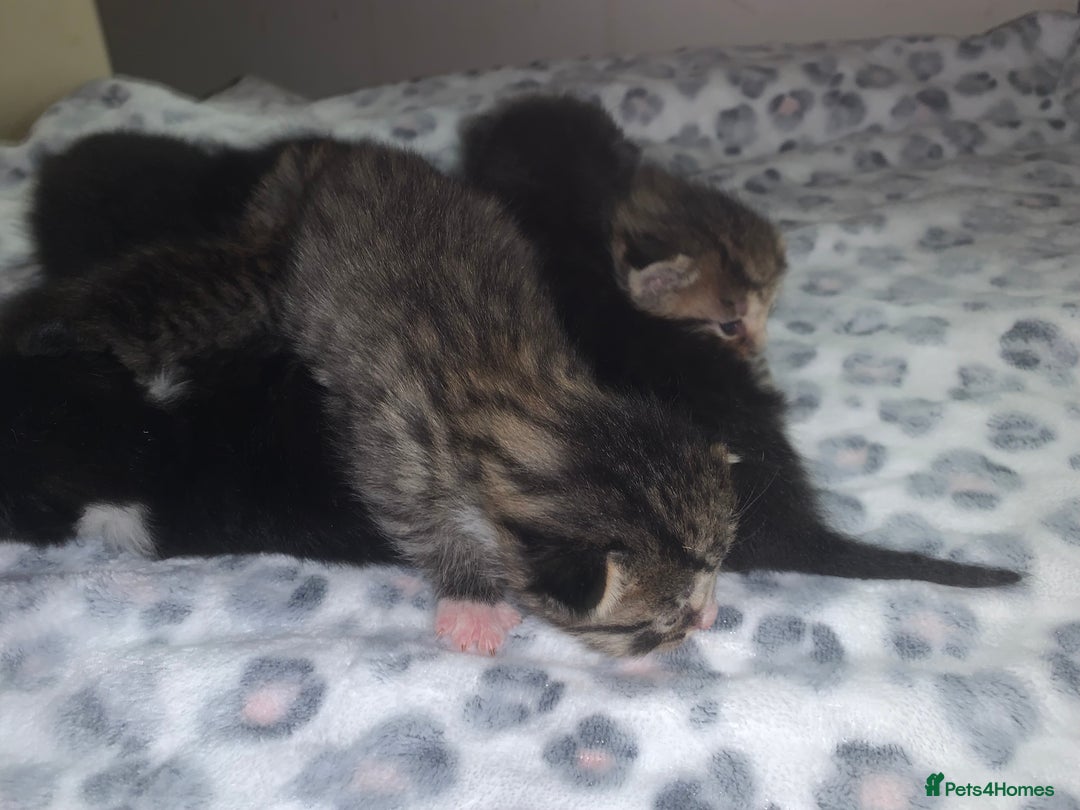 Mixed Breed cats for sale: Bright tabby’s and black kittens  - Advert 25